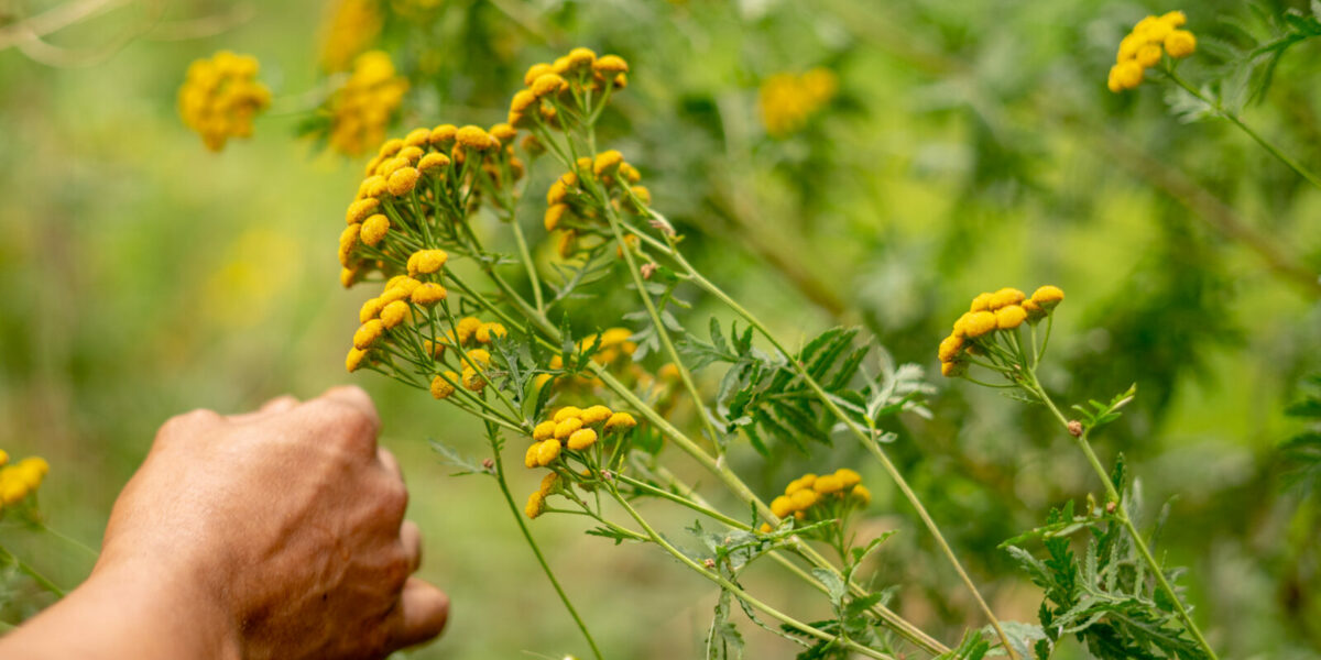 03815_bloeiengroei 03815_bloeiengroei